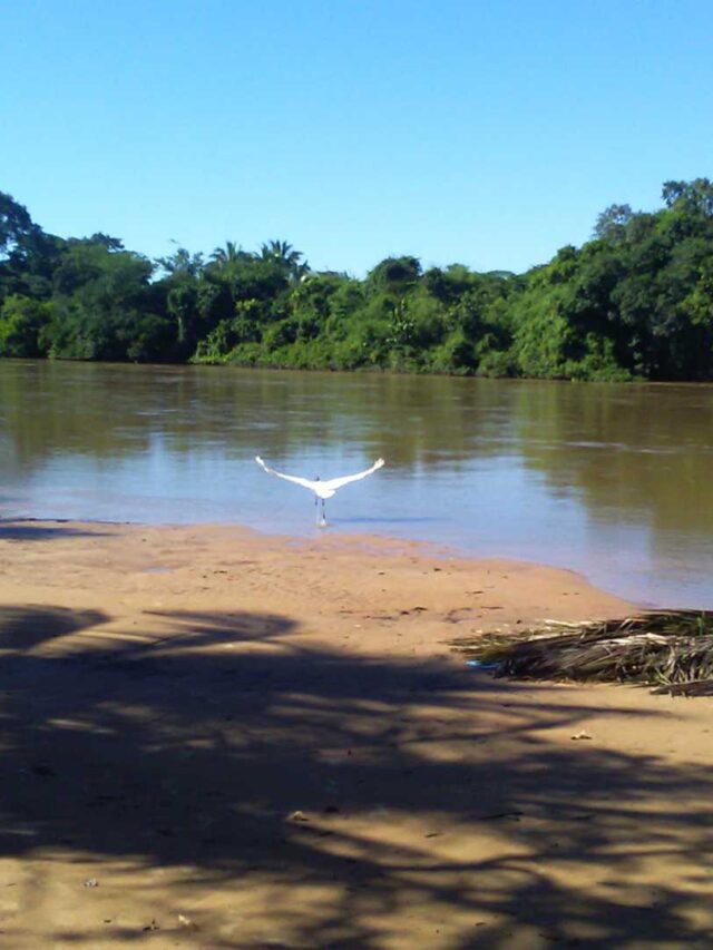 Você sabe qual a maior ave do Brasil?